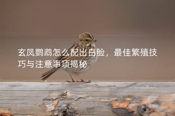 玄凤鹦鹉怎么配出白脸，最佳繁殖技巧与注意事项揭秘