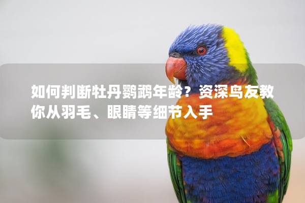 如何判断牡丹鹦鹉年龄？资深鸟友教你从羽毛、眼睛等细节入手