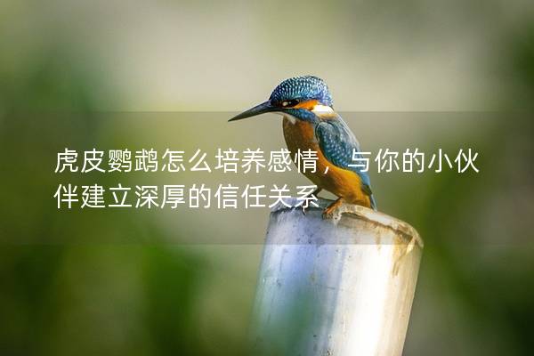 虎皮鹦鹉怎么培养感情，与你的小伙伴建立深厚的信任关系