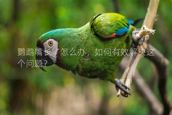 鹦鹉嘴长了怎么办，如何有效解决这个问题？