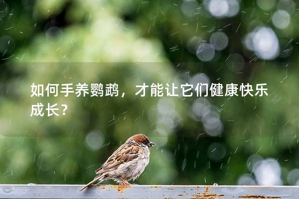 如何手养鹦鹉，才能让它们健康快乐成长？