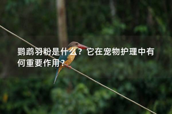 鹦鹉羽粉是什么？它在宠物护理中有何重要作用？