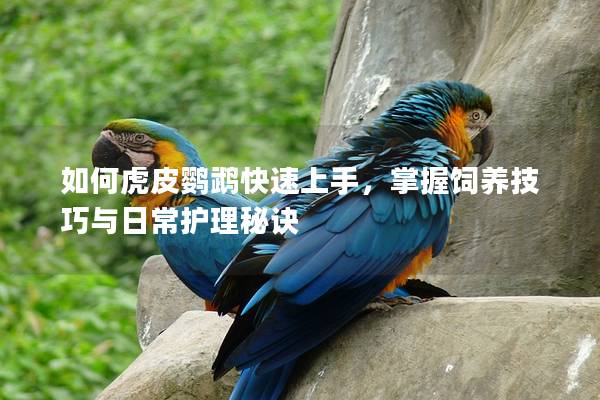 如何虎皮鹦鹉快速上手，掌握饲养技巧与日常护理秘诀