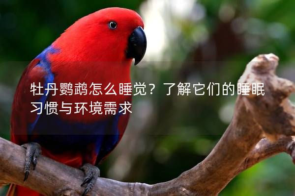 牡丹鹦鹉怎么睡觉？了解它们的睡眠习惯与环境需求