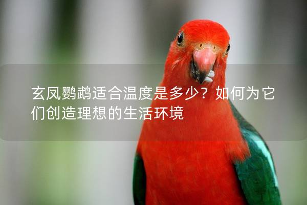 玄凤鹦鹉适合温度是多少？如何为它们创造理想的生活环境