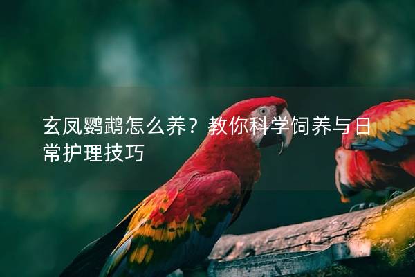 玄凤鹦鹉怎么养？教你科学饲养与日常护理技巧