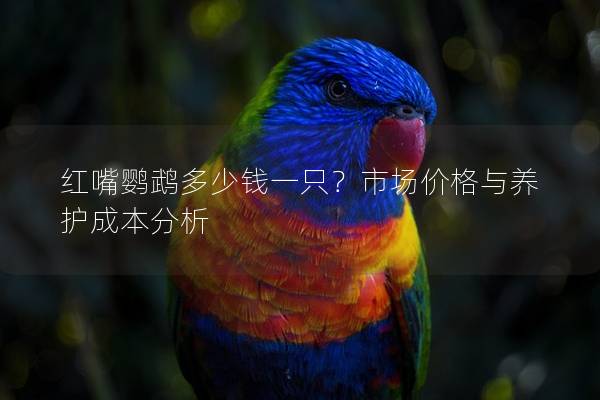 红嘴鹦鹉多少钱一只？市场价格与养护成本分析