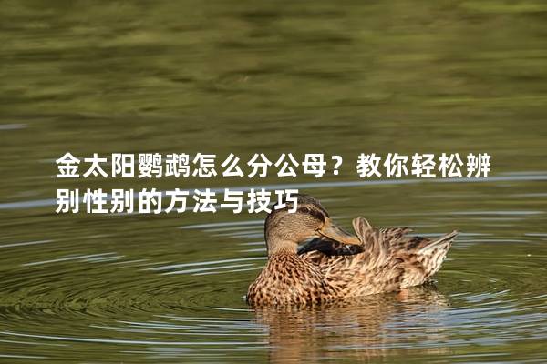 金太阳鹦鹉怎么分公母？教你轻松辨别性别的方法与技巧