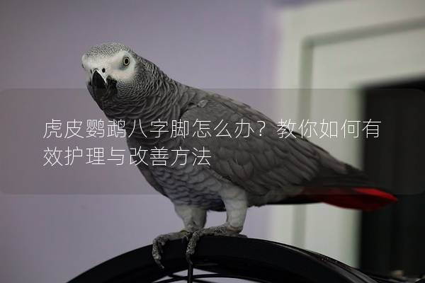 虎皮鹦鹉八字脚怎么办？教你如何有效护理与改善方法