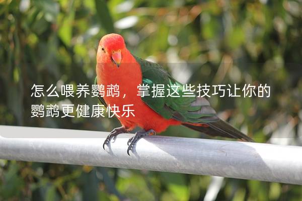 怎么喂养鹦鹉，掌握这些技巧让你的鹦鹉更健康快乐