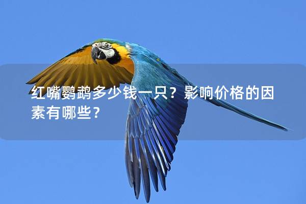 红嘴鹦鹉多少钱一只？影响价格的因素有哪些？