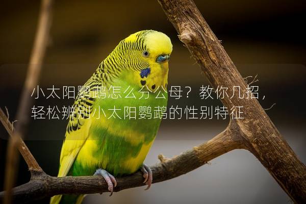 小太阳鹦鹉怎么分公母？教你几招，轻松辨别小太阳鹦鹉的性别特征
