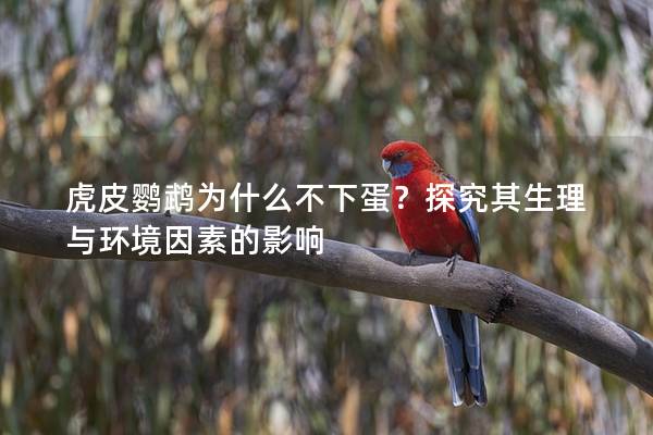 虎皮鹦鹉为什么不下蛋？探究其生理与环境因素的影响