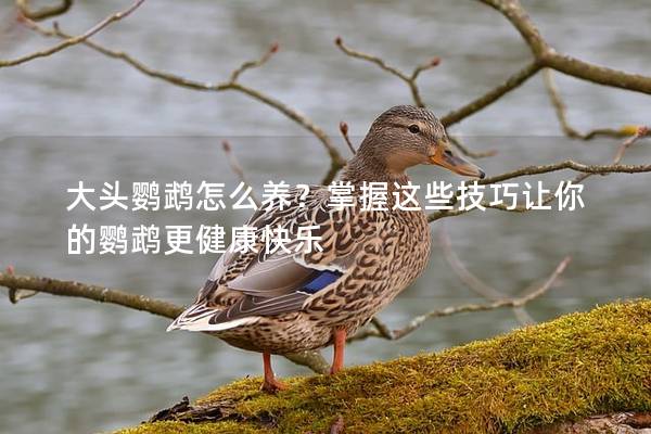 大头鹦鹉怎么养？掌握这些技巧让你的鹦鹉更健康快乐