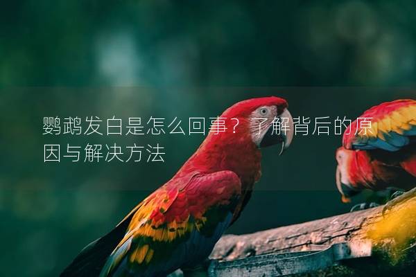 鹦鹉发白是怎么回事？了解背后的原因与解决方法