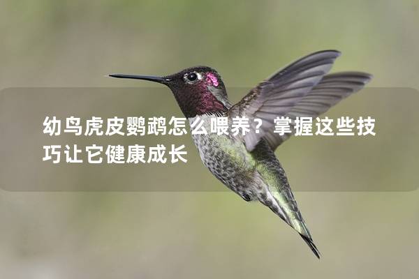 幼鸟虎皮鹦鹉怎么喂养？掌握这些技巧让它健康成长
