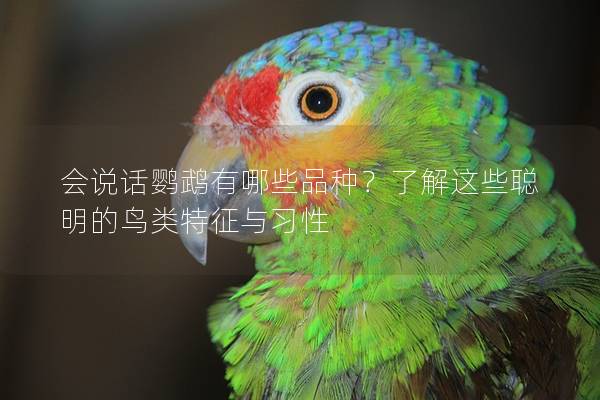 会说话鹦鹉有哪些品种？了解这些聪明的鸟类特征与习性