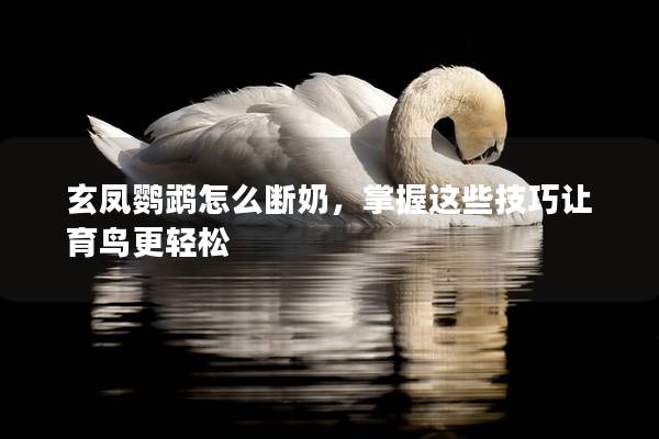 玄凤鹦鹉怎么断奶，掌握这些技巧让育鸟更轻松
