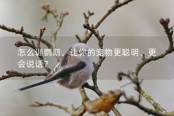 怎么训鹦鹉，让你的宠物更聪明、更会说话？