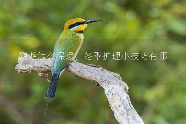 鹦鹉怎么保暖，冬季护理小技巧有哪些？