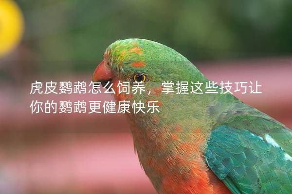 虎皮鹦鹉怎么饲养，掌握这些技巧让你的鹦鹉更健康快乐