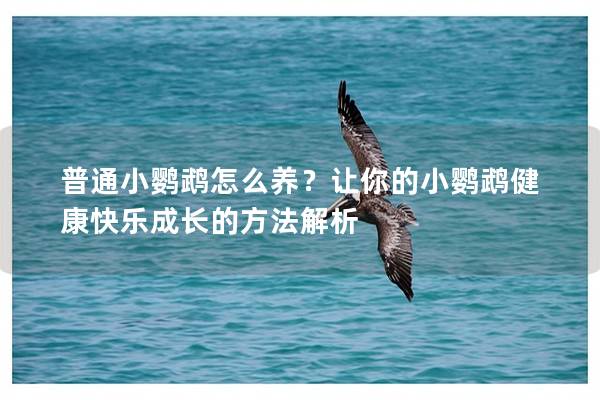 普通小鹦鹉怎么养？让你的小鹦鹉健康快乐成长的方法解析