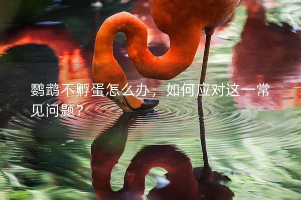 鹦鹉不孵蛋怎么办，如何应对这一常见问题？