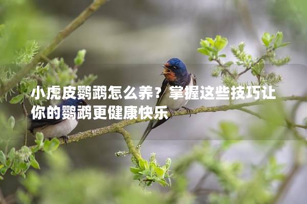 小虎皮鹦鹉怎么养？掌握这些技巧让你的鹦鹉更健康快乐