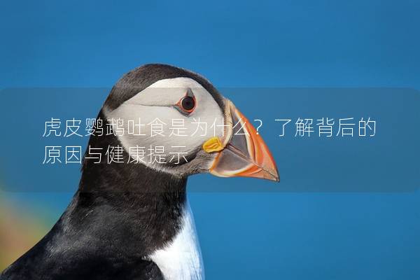 虎皮鹦鹉吐食是为什么？了解背后的原因与健康提示