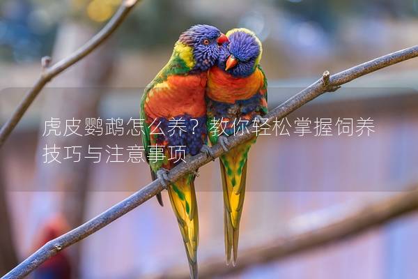 虎皮鹦鹉怎么养？教你轻松掌握饲养技巧与注意事项