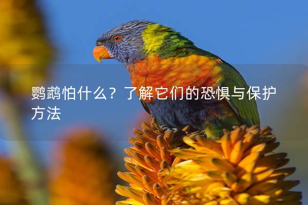 鹦鹉怕什么？了解它们的恐惧与保护方法