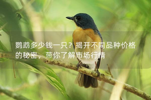 鹦鹉多少钱一只？揭开不同品种价格的秘密，带你了解市场行情