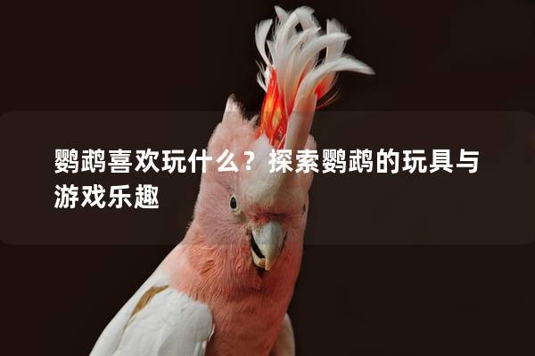 鹦鹉喜欢玩什么？探索鹦鹉的玩具与游戏乐趣