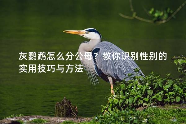 灰鹦鹉怎么分公母？教你识别性别的实用技巧与方法
