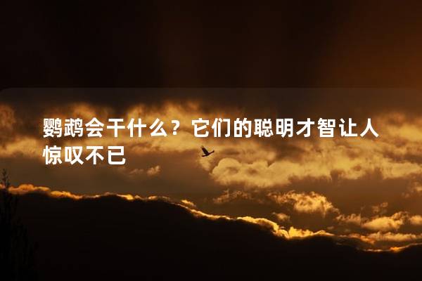 鹦鹉会干什么？它们的聪明才智让人惊叹不已