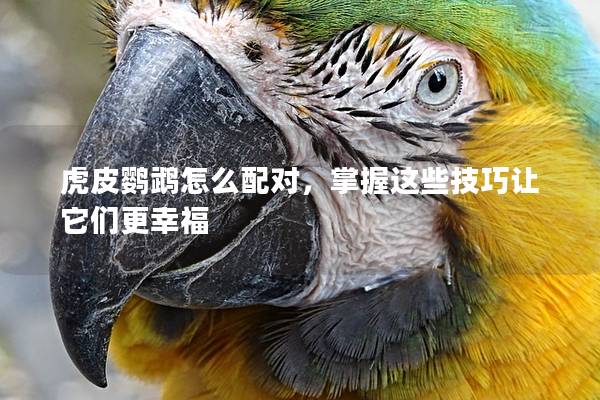 虎皮鹦鹉怎么配对，掌握这些技巧让它们更幸福