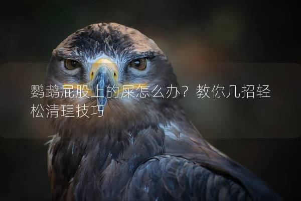 鹦鹉屁股上的屎怎么办？教你几招轻松清理技巧
