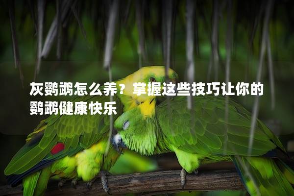 灰鹦鹉怎么养？掌握这些技巧让你的鹦鹉健康快乐