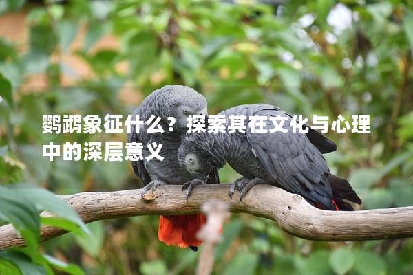 鹦鹉象征什么？探索其在文化与心理中的深层意义