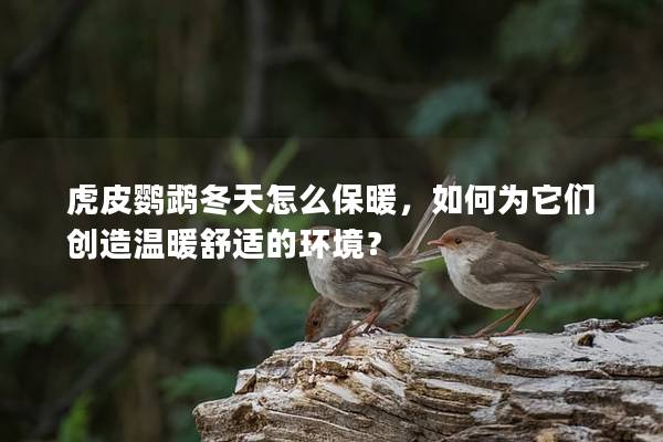 虎皮鹦鹉冬天怎么保暖，如何为它们创造温暖舒适的环境？
