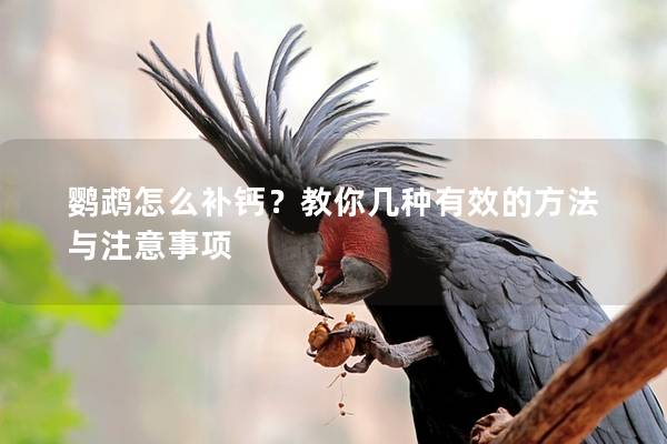 鹦鹉怎么补钙？教你几种有效的方法与注意事项