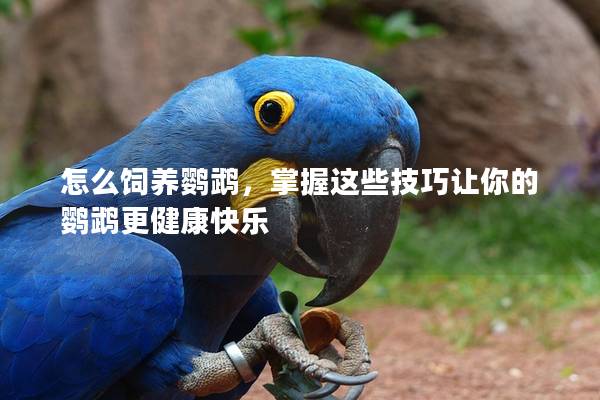 怎么饲养鹦鹉，掌握这些技巧让你的鹦鹉更健康快乐