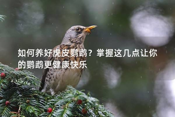 如何养好虎皮鹦鹉？掌握这几点让你的鹦鹉更健康快乐