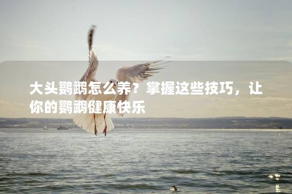 大头鹦鹉怎么养？掌握这些技巧，让你的鹦鹉健康快乐