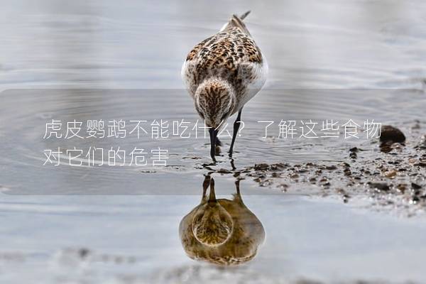 虎皮鹦鹉不能吃什么？了解这些食物对它们的危害