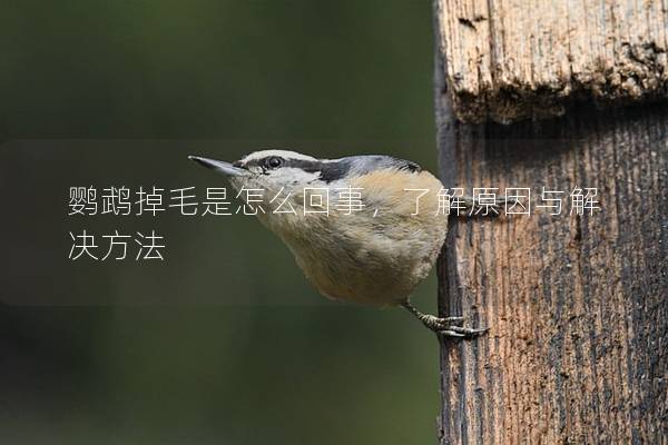 鹦鹉掉毛是怎么回事，了解原因与解决方法