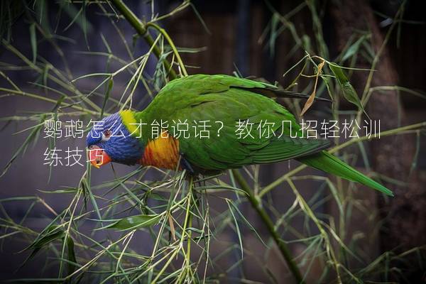 鹦鹉怎么才能说话？教你几招轻松训练技巧