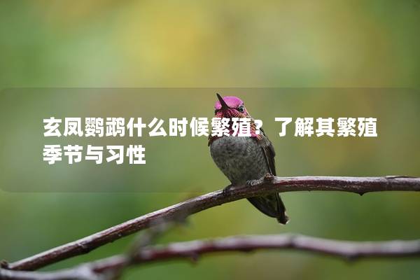 玄凤鹦鹉什么时候繁殖？了解其繁殖季节与习性