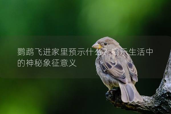 鹦鹉飞进家里预示什么？揭示生活中的神秘象征意义