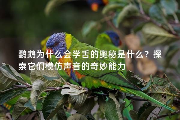 鹦鹉为什么会学舌的奥秘是什么？探索它们模仿声音的奇妙能力